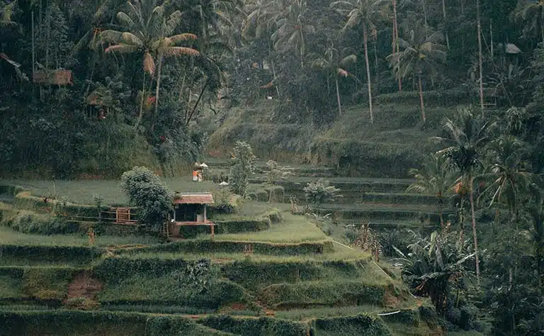 Bali rice terraces near the surf coast in Bali